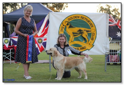 Puppy  in show GR qld 2017