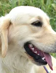 puppy_family