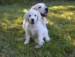 puppy_family4