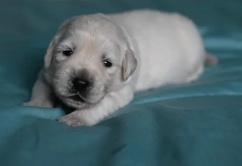 Puppy in show GR qld 2017