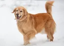 puppy_family2
