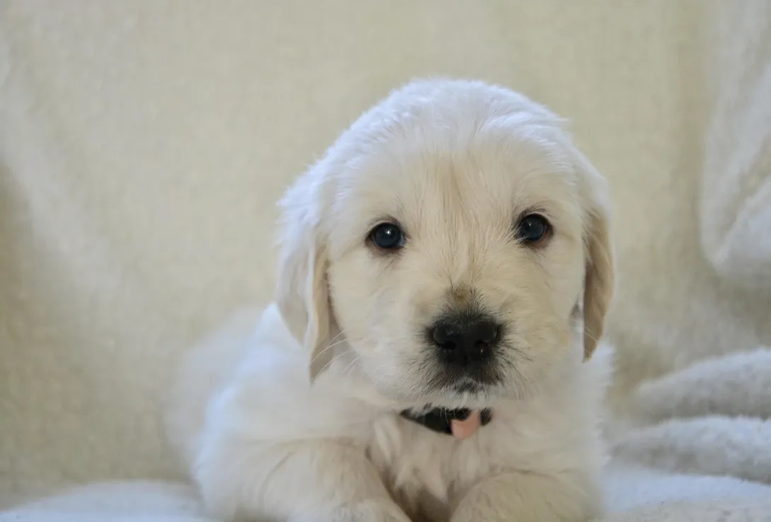 Chico
