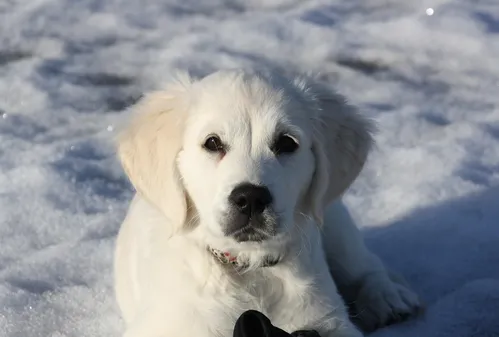 Jasper 2nd Place Int Dog