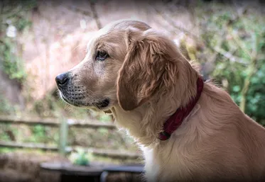 Opp Pup in show - Open 2017