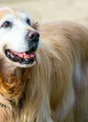 megan_kimberlee
