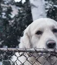puppy_bonnie