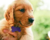 amypups_6wks8