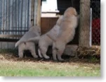 amypups_6wks1