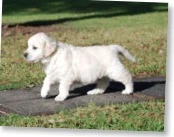 amypups_6wks8