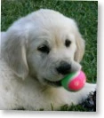 puppy_bonnie