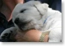 puppy_family2