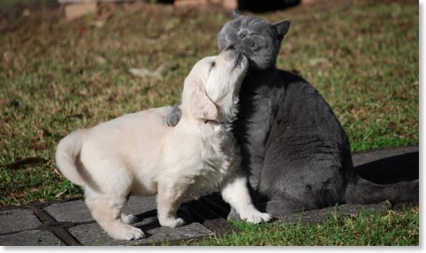 amypups_6wks7
