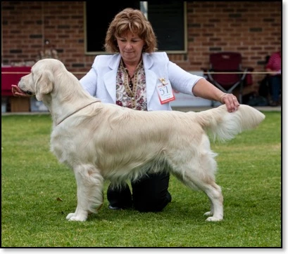 Open dog 1st