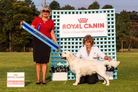 Opposite Puppy in show