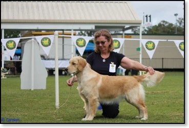 Puppy In show GR Qld 2017