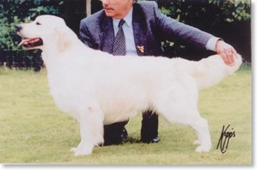 golmas_governor-3-2